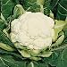 Cauliflower - Snowball - 500 Seeds + *Free Seeds*