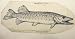 Hand Made Oil Reproduction - Benjamin West - 24 x 12 inches - Study of a pike with fish hook