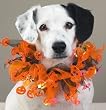 Razzle Dazzle Dog Halloween Scrunchy Collar - Medium