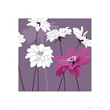 Review GB EYE LTD SC0183 / GB eye Ltd, Kate Knight, Purple (40x40cm) SC0183