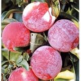 スモモ(プラム）：彩の姫（さいのひめ）4.5号ポット[まるで桃のような食感！おいしいすもも]