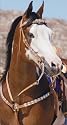 Silver Concho Western Headstall & Breast Collar Set