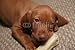 Wallmonkeys Peel and Stick Wall Decals - Cute Puppy Chew Bone Toy Dog Pet Vizsla Female - 24