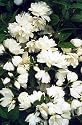 Snowbelle Mockorange - Philadelphus - Low Grower!