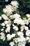 Snowbelle Mockorange - Philadelphus - Low Grower!