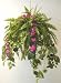Large Mixed Hanging Baskets