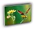 butterflies marvelous metamorphosis A2 Large Canvas