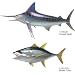 立体図鑑リアルフィギュアボックス　ソルトウォーターフィッシュ （日本の海水魚）_s-2