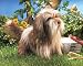 Folkmanis Shaggy Dog Puppet