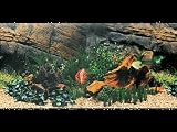(A1725) Marina Freshwater, 18 Aquarium Background, Japanese AquaScape/Freshwater