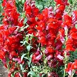 Organic Scarlet Giant Snapdragon - 100 Seeds - Annual
