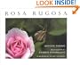 Rosa Rugosa