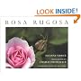 Rosa Rugosa