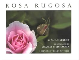 Rosa Rugosa