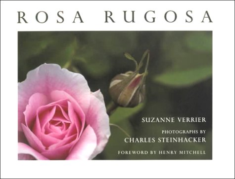 Image of: Rosa Rugosa