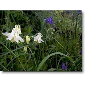 Seeds of Medicinal Plants and Herbs: Columbine Aquilegia vulgaris