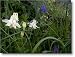 Columbine Seeds, Aquilegia vulgaris
