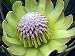 Mini Green Protea 10 Seeds - Protea scolymocephala