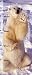 Polar Bear Growth Chart (Growth Chart series)