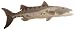 Barracuda Fish 10 Plush Stuffed Animal Toy