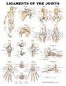 Ligaments of the Joints