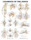 Ligaments of the Joints