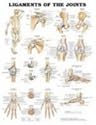 Ligaments of