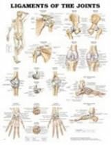 Ligaments of the Joints