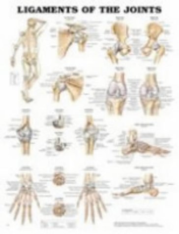 Ligaments of the Joints