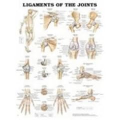 Ligaments of the Joints