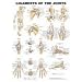 Ligaments of the Joints