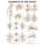 Ligaments of the Joints