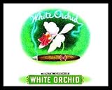 White Orchid Cigar Art Gold Wood-Mounted Poster Print - 20
