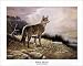 Soul Mate Animals Art Poster Print by Ruane Manning, 10x8