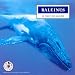 Baleines : Le chant des baleines