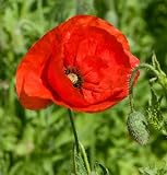 David's Flower Corn Poppy 400 Seeds per Packet