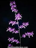 Epi. Lee Ward (Bare root plant)
