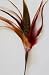 Kitchen & Housewares : Go Cat Wild Thing