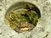 Common Toad, Sat in Hole in Stone, UK Photographic Poster Print by Mark Hamblin, 24x1...
