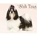 shih_tzu39shih tzu - Just Shih Tzus 2010 Wall Calendar