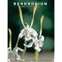 Dendrobium and Its Relatives