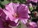 Close-Up of Flowers of the Tree Mallow, Lavatera Olbia Rosea, in July, in Devon, England Photographic Poster Print by Michael Black, 12x16