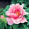 PAEONIA SUFFRUTICOSA Tree peony pink cloud 10 seeds