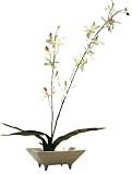 �s���ԁE�ԕr�tF-style vase Odontocidium�i�I�h���g�V�W�E��(����)�j
