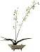 �s���ԁE�ԕr�tF-style vase Odontocidium�i�I�h���g�V�W�E��(����)�j