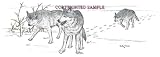 Wolves - Drawing by Cindy Farmer