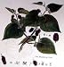 Art Poster Print - Mulberry Tree - Artist: John Miller - Poster Size: 18 X 14 inches