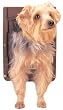 PetSafe Pet Door, Small, Brown