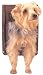 Pet Supplies : Petsafe Pet Door - Small, Brown
