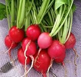 Radishes - Pink Beauty Radishes Organic Heirloom